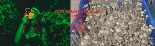 прущие грибы Баксан